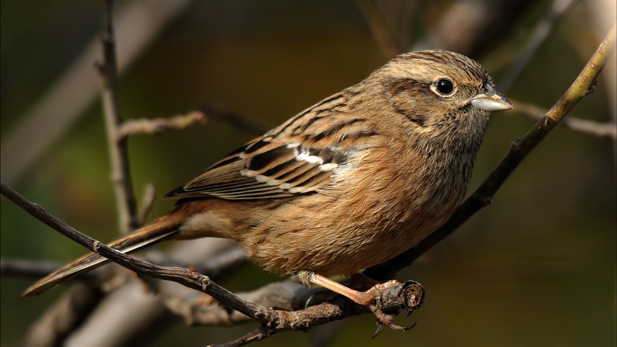 Rock Bunting