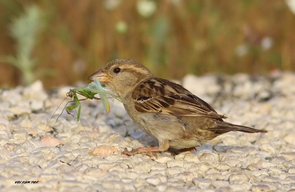House Sparrow