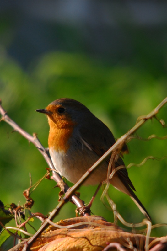 European Robin