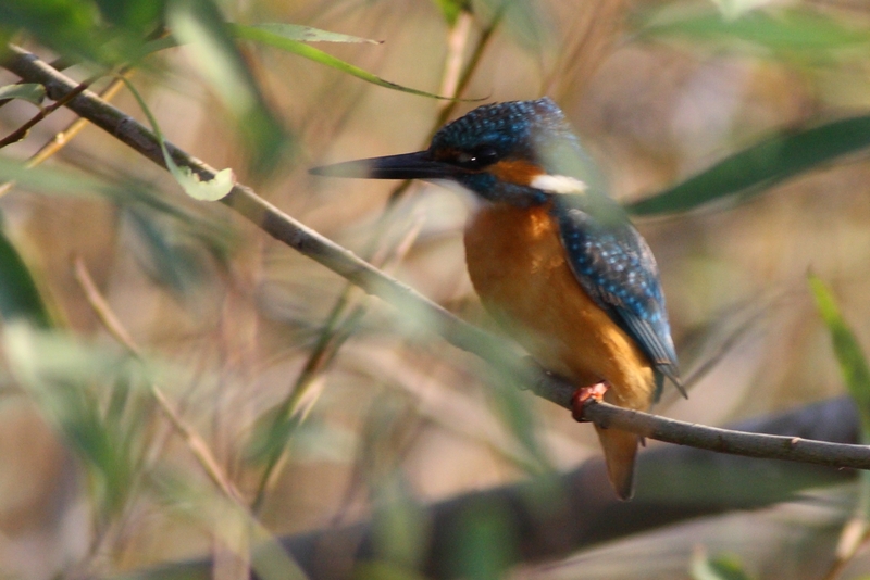 Common Kingfisher