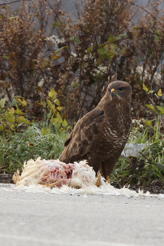 Common Buzzard