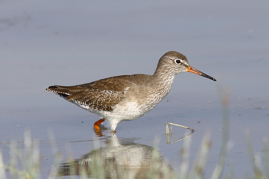 Common Redshank