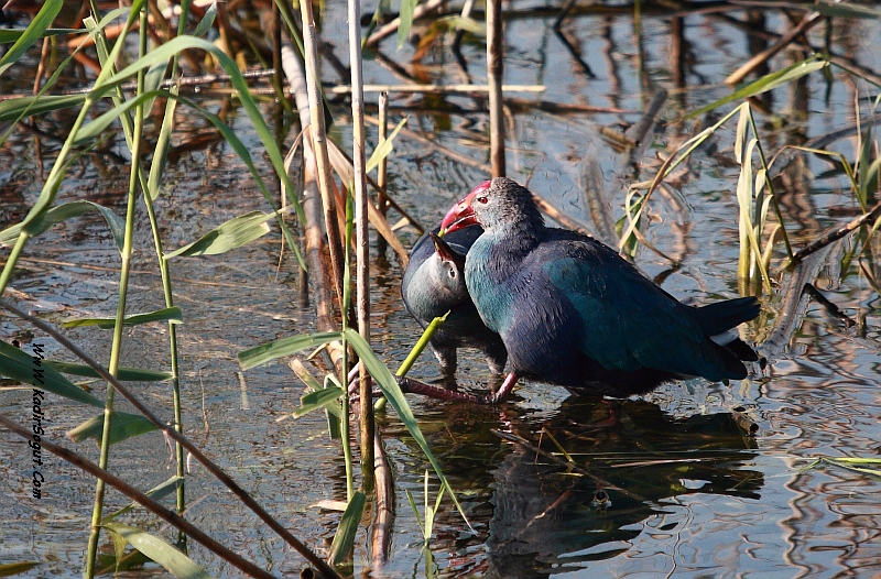 Grey-headed Swamphen