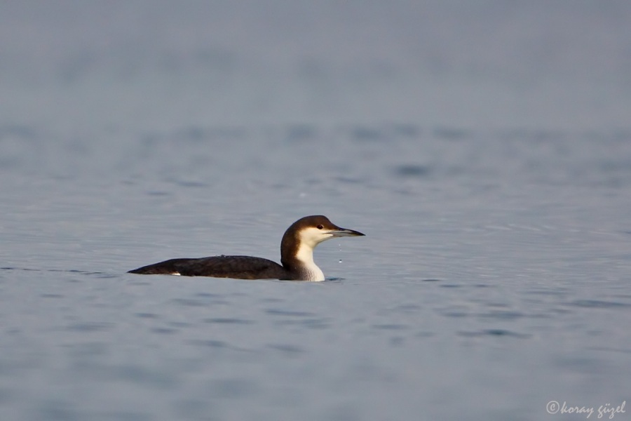 Black-throated Loon
