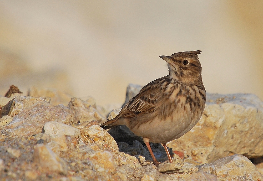 Crested Lark