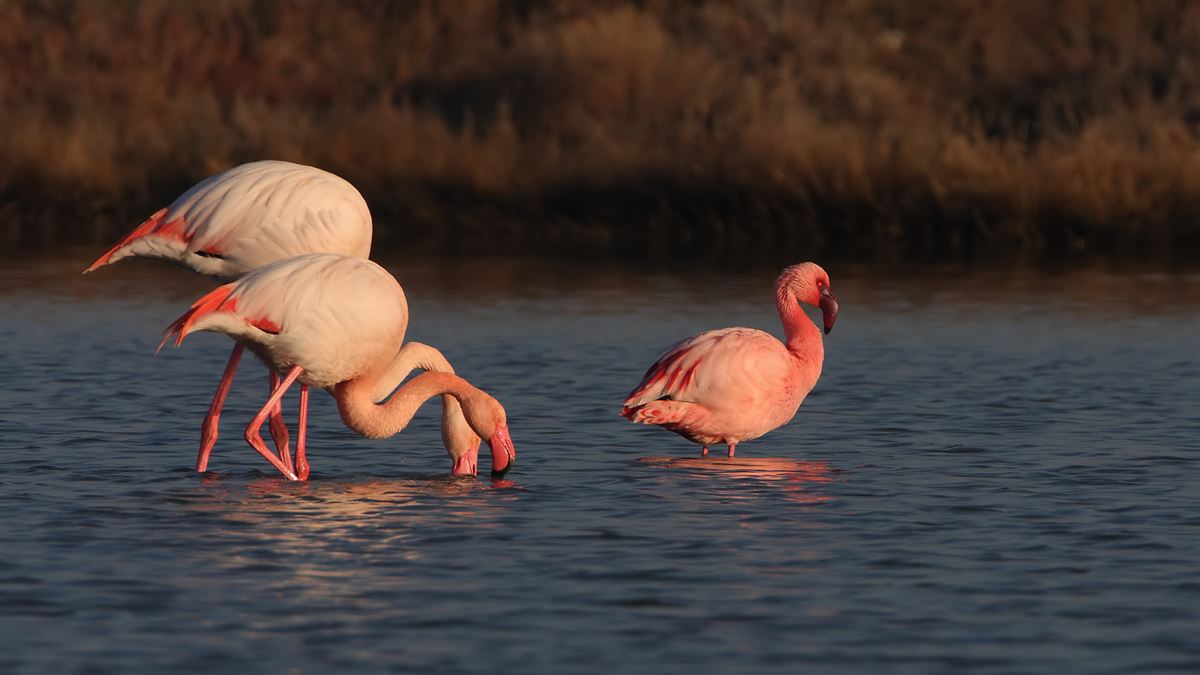 Lesser Flamingo