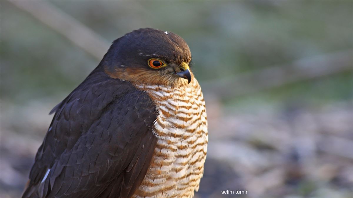 Eurasian Sparrowhawk