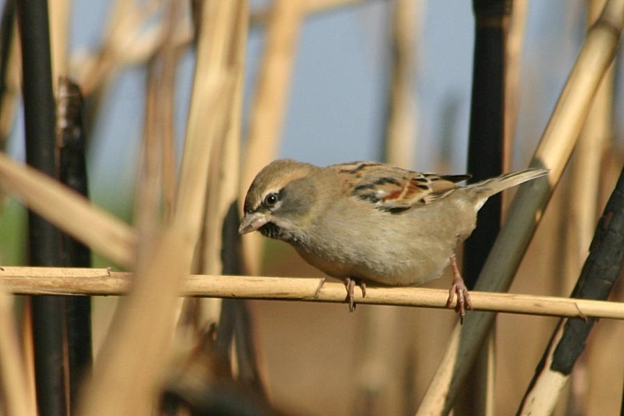 Dead Sea Sparrow