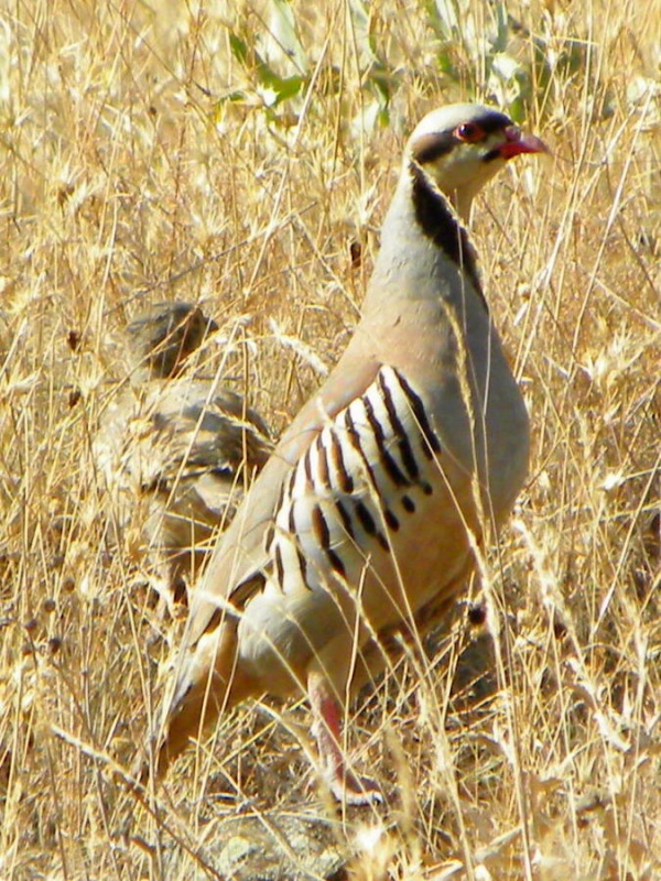 Chukar Partridge