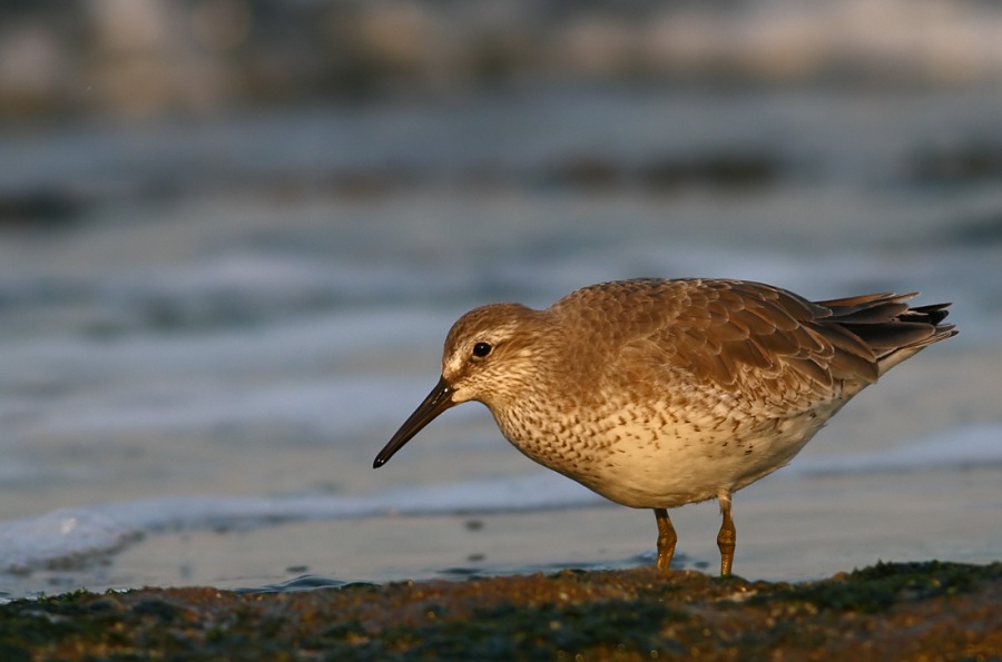 Red Knot