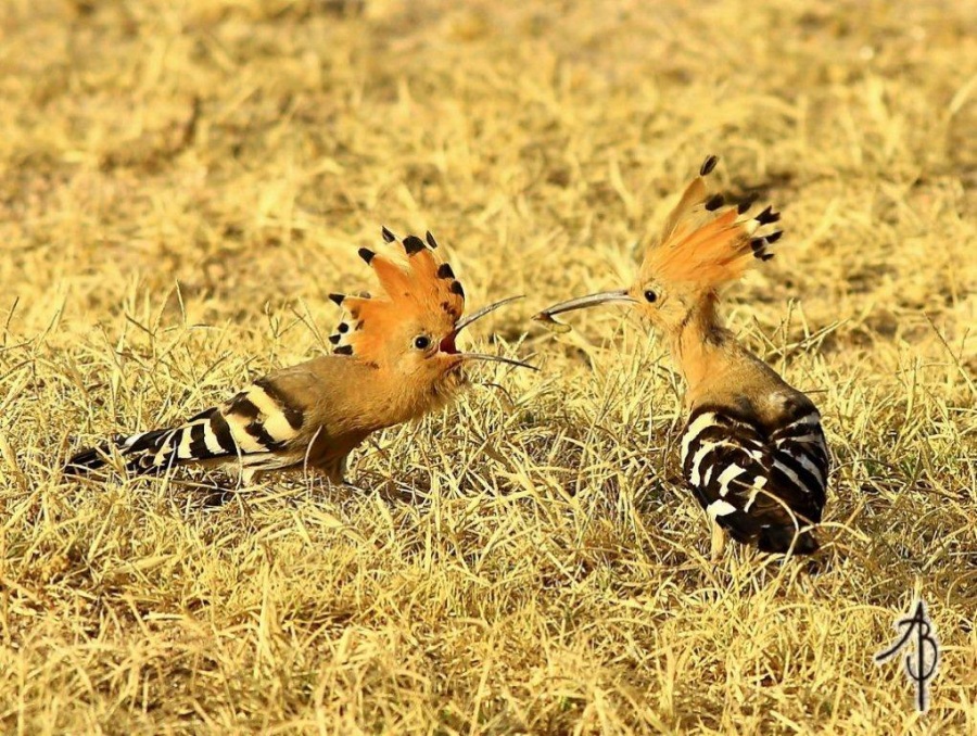 Eurasian Hoopoe