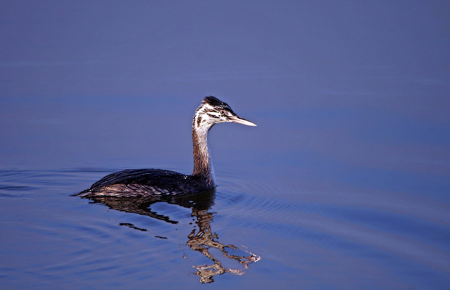 Great Crested Grebe