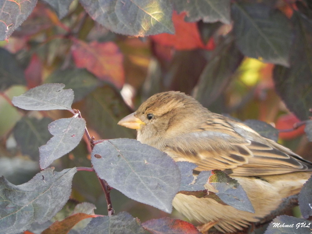 House Sparrow