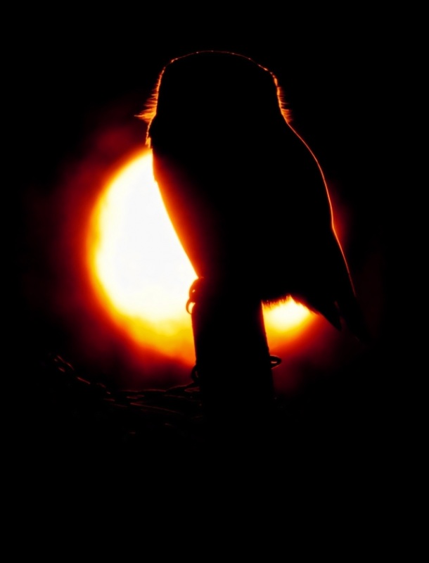 Little Owl