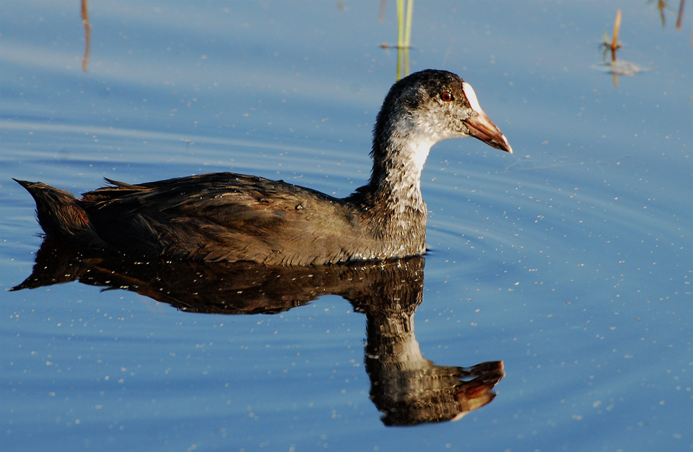 Eurasian Coot