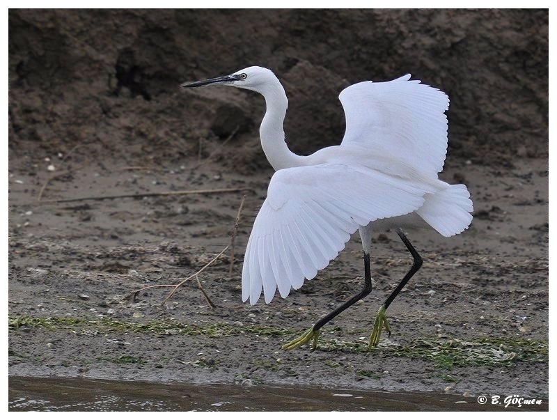 Little Egret