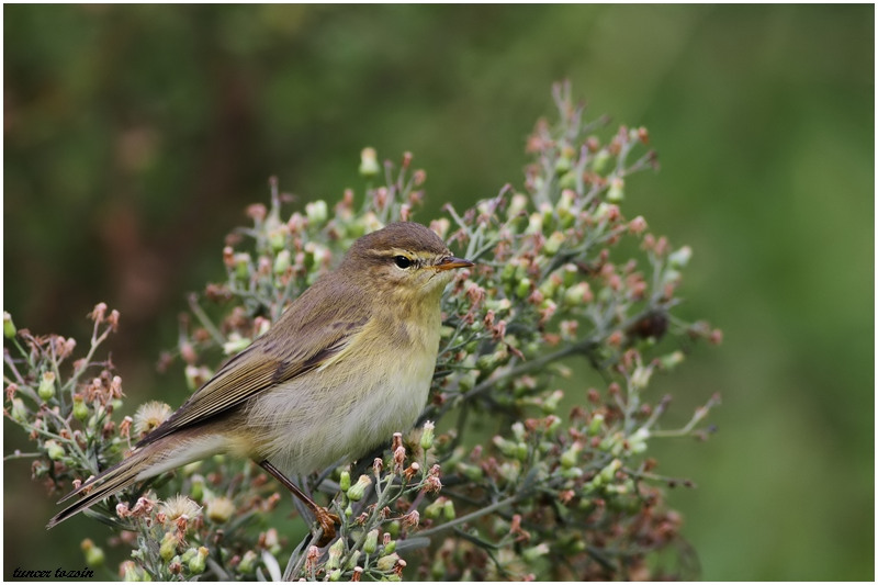 Willow Warbler