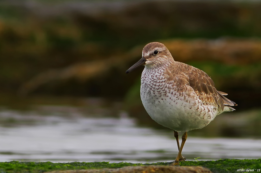 Red Knot