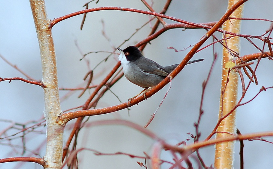 Sardinian Warbler
