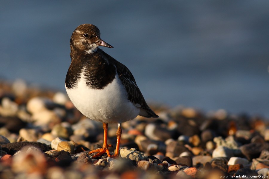 Ruddy Turnstone