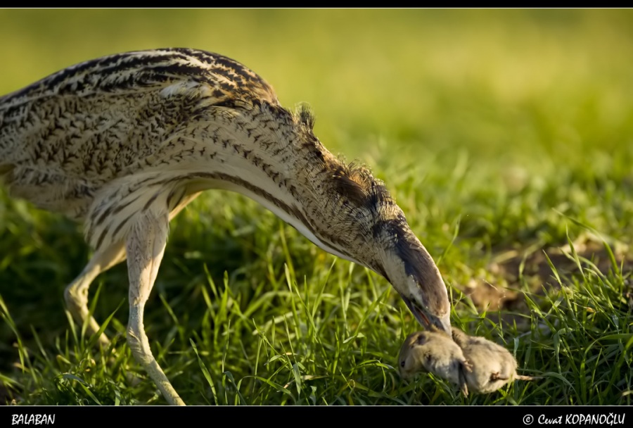 Eurasian Bittern