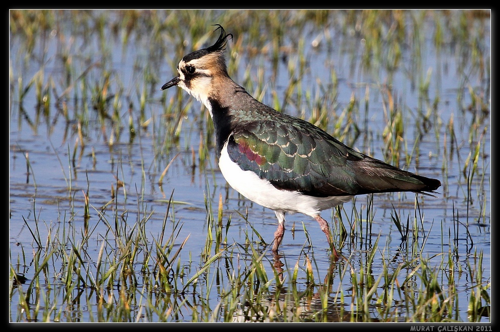 Northern Lapwing