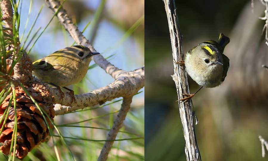 Goldcrest