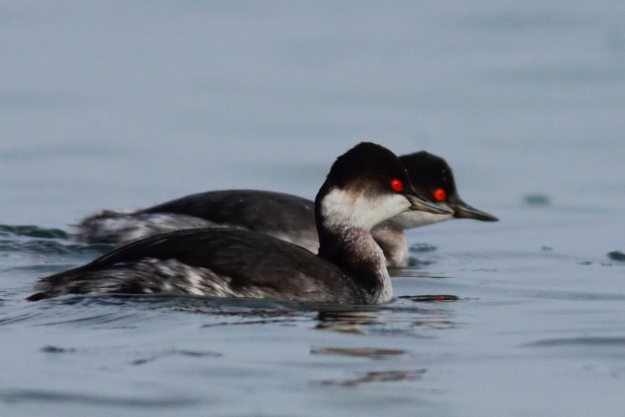 Black-necked Grebe