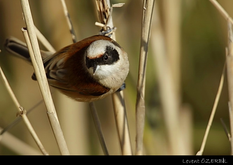Eurasian Penduline Tit