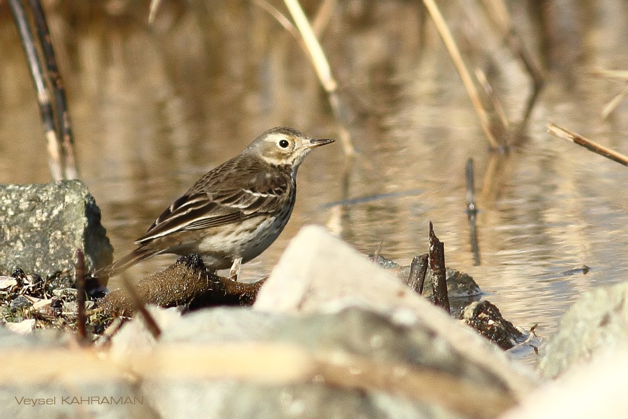 Buff-bellied Pipit