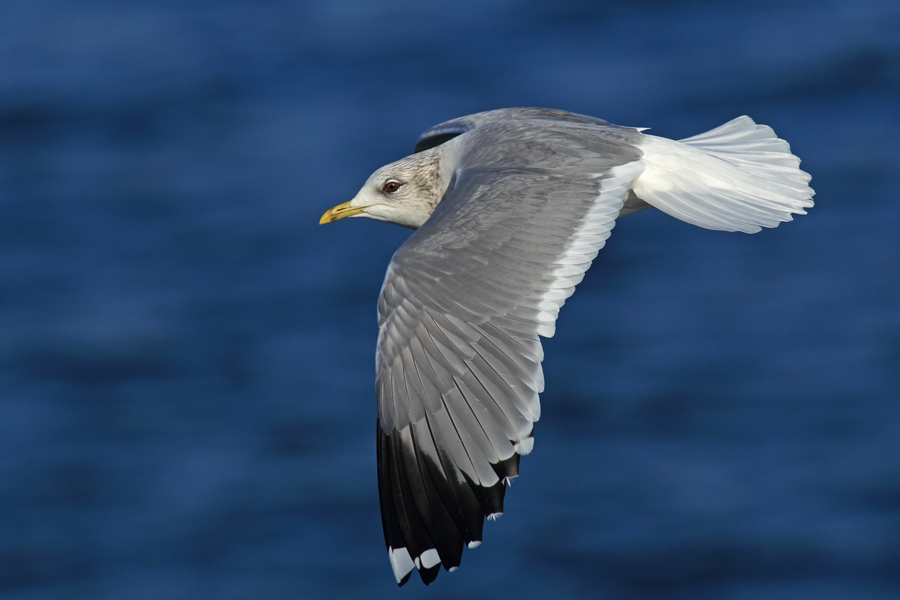 Common Gull