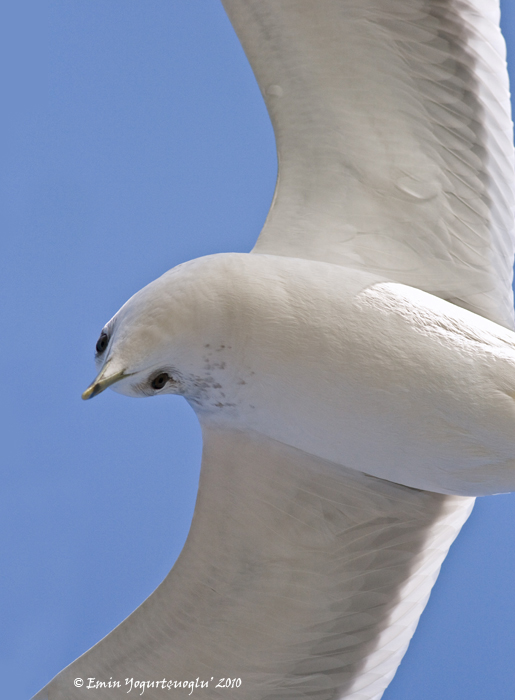 Common Gull