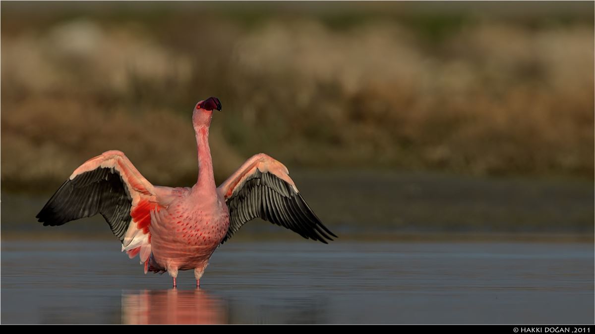 Lesser Flamingo