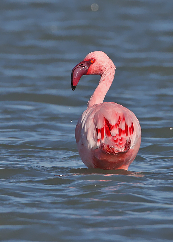Lesser Flamingo
