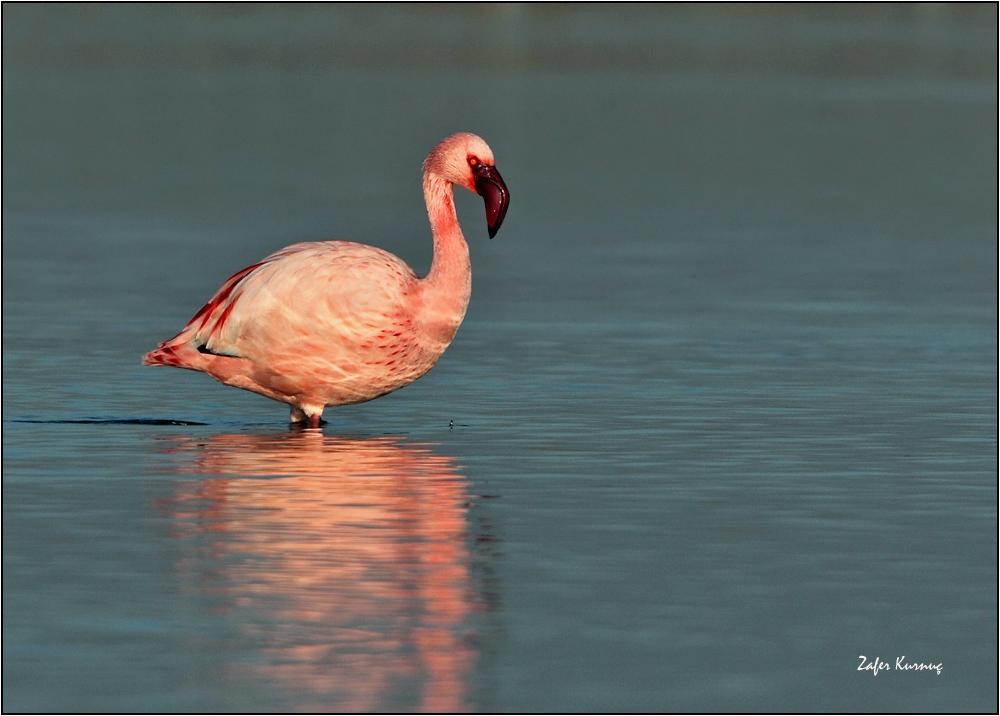 Lesser Flamingo