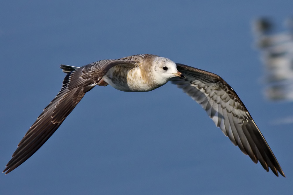 Common Gull