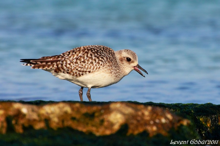 Grey Plover