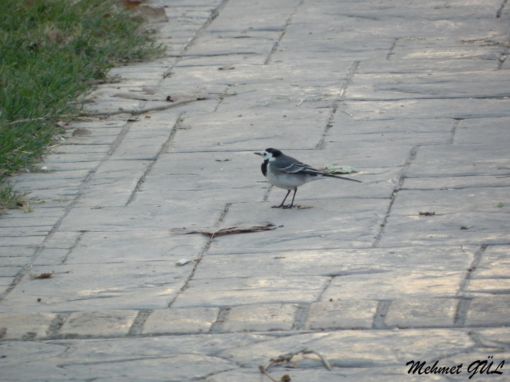 White Wagtail