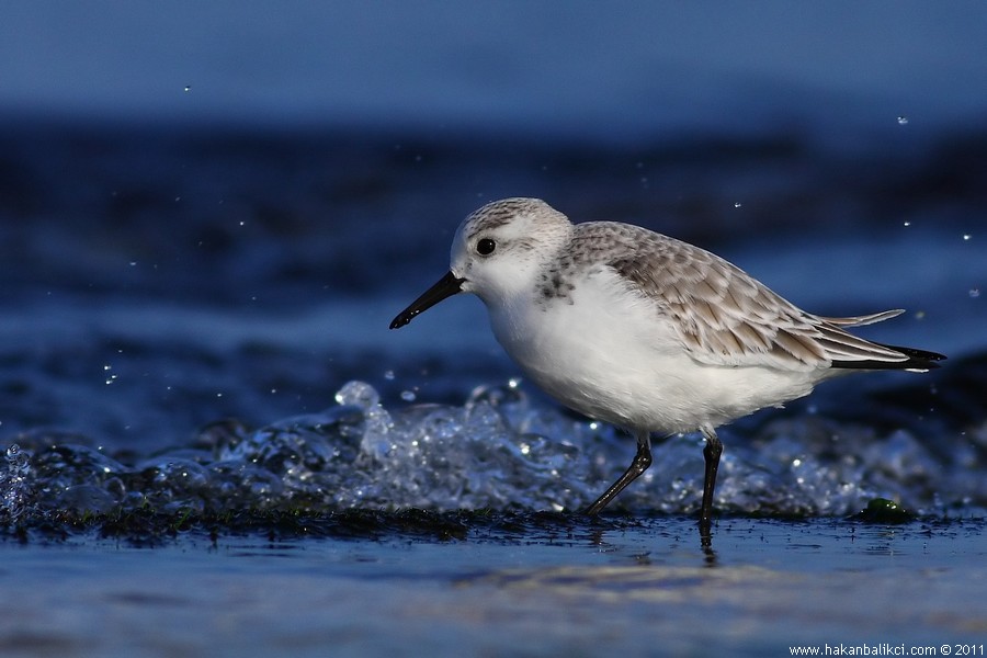 Sanderling