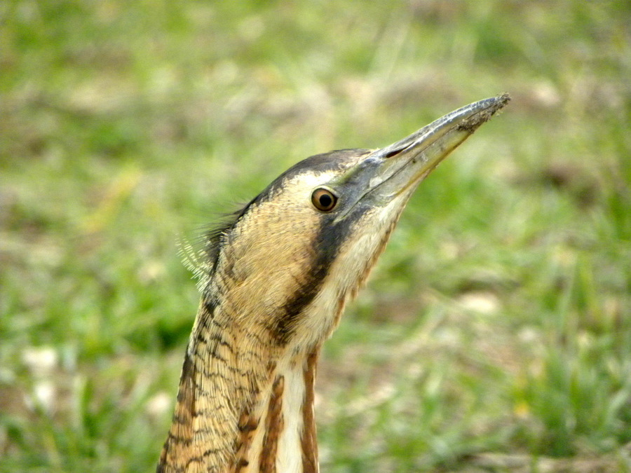 Eurasian Bittern