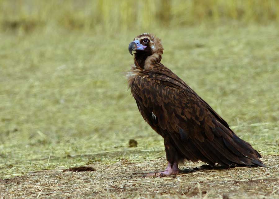 Cinereous Vulture