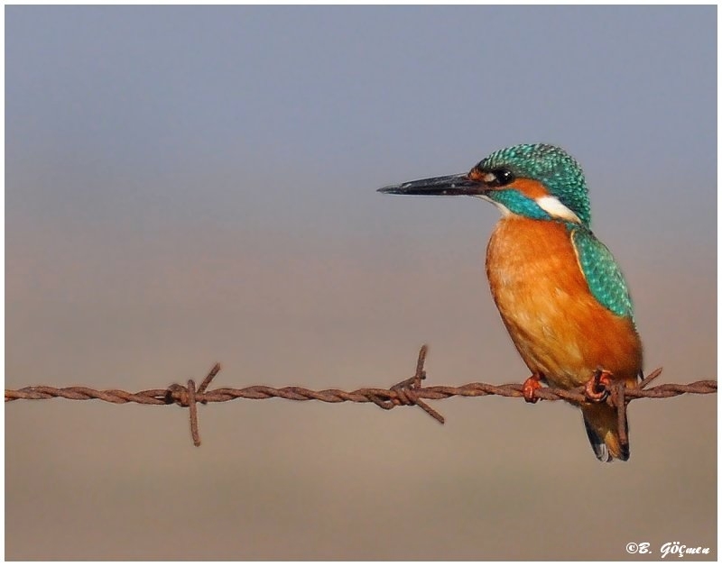 Common Kingfisher