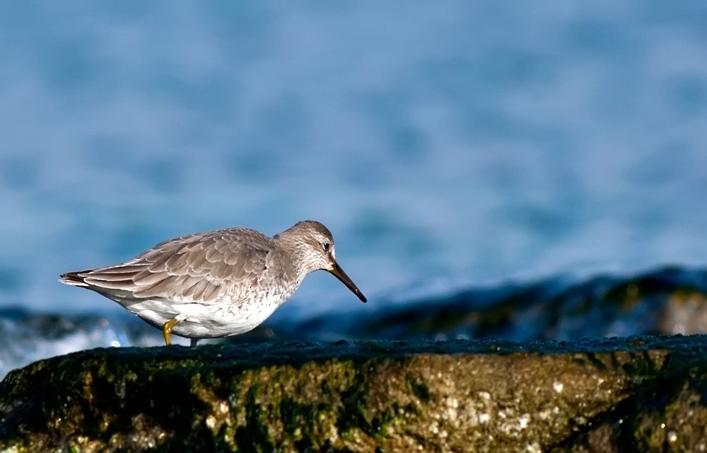 Red Knot