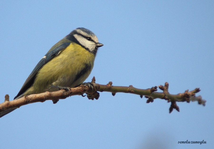 Eurasian Blue Tit