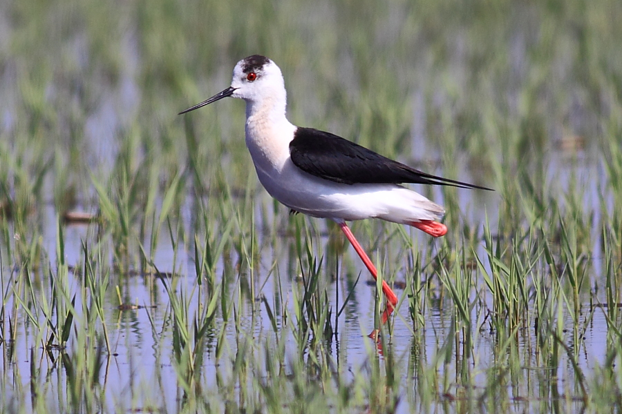 Black-winged Stilt