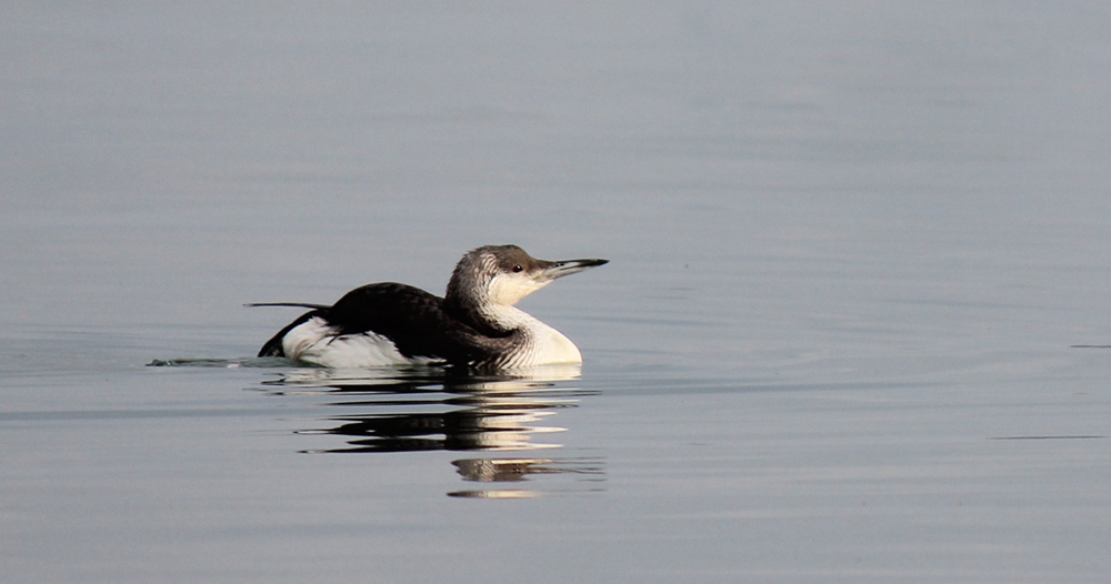 Black-throated Loon