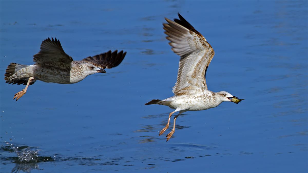 Yellow-legged Gull