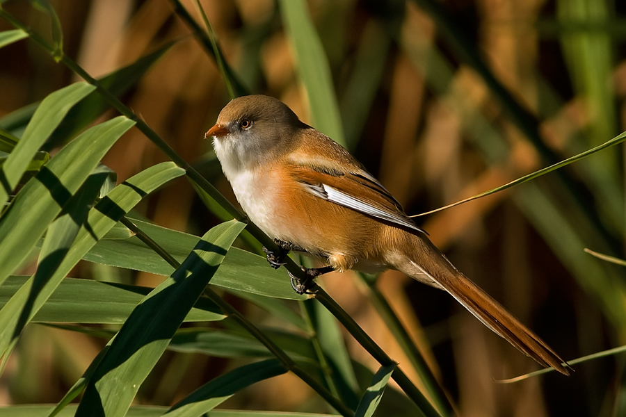 Bearded Reedling
