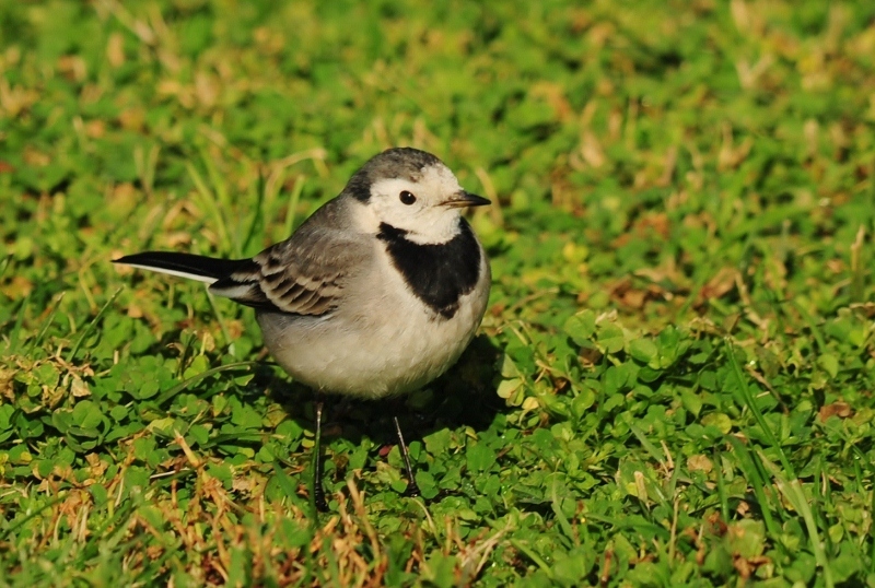 White Wagtail