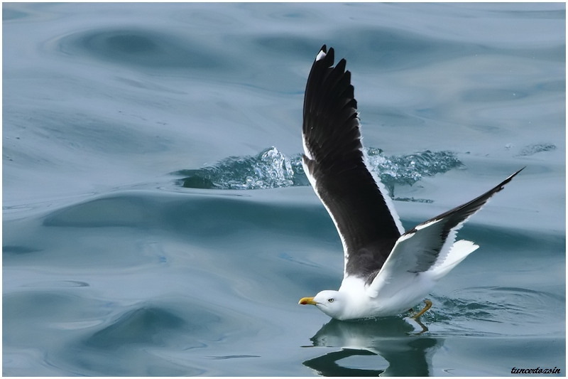 Lesser Black-backed Gull